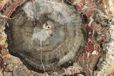 Colorful Petrified Wood (Araucaria) Round - Madagascar #325139-1